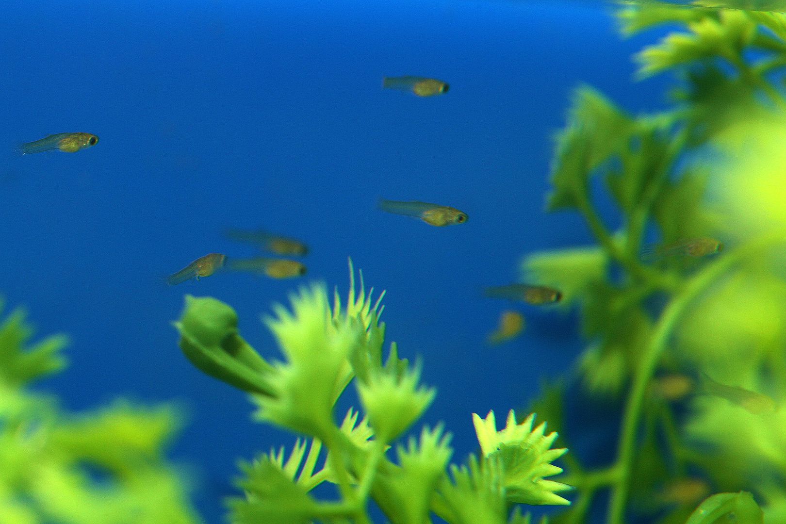 Pictures Of Endler S Livebearers Tropical Fish Keeping